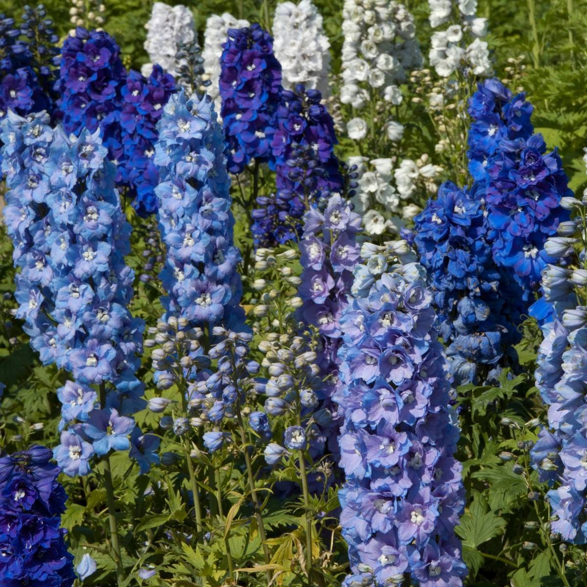 Delphinium- Pacific Giants Mix